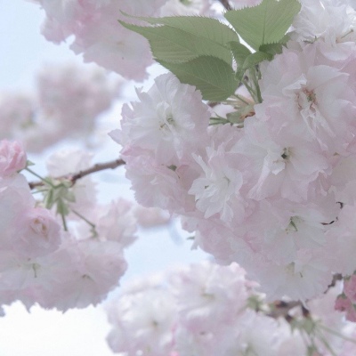 Furry数位板绘画教程福瑞交流群